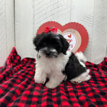 Havanese Puppy Brylee