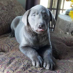 Labrador Retriever Puppy Rocky