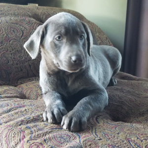 Labrador Retriever Puppy Rocky