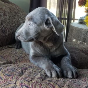 Labrador Retriever Puppy Rocky