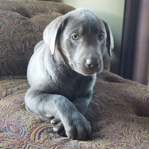 Labrador Retriever Puppy Rocky