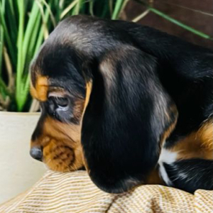 Beagalier Puppy Nathan