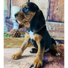 Beagalier Puppy Nathan