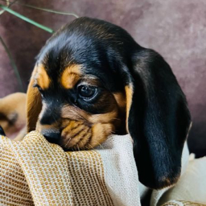 Beagalier Puppy Nathan