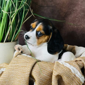 Beagalier Puppy Lucy