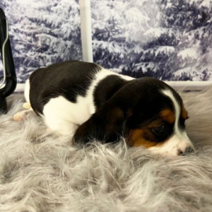 Beagalier Puppy Lucy
