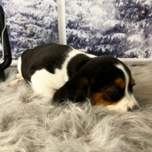 Beagalier Puppy Lucy