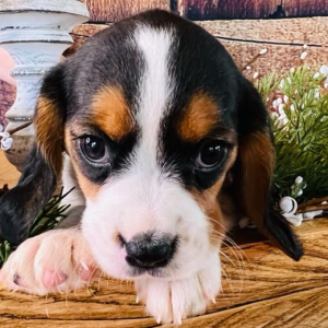 Beagalier Puppy Lucy