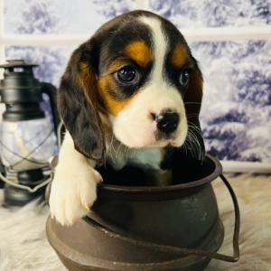 Beagalier Puppy Lucy