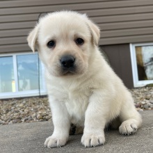 Labrador Retriever Puppy Eva
