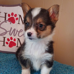 Pembroke Welsh Corgi Puppy Ace