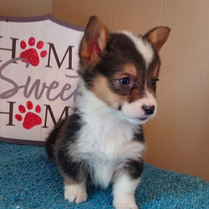 Pembroke Welsh Corgi Puppy Ace