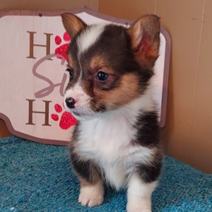 Pembroke Welsh Corgi Puppy Ace