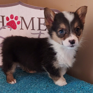 Pembroke Welsh Corgi Puppy Ace