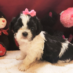 Shih Tzu Puppy Mia