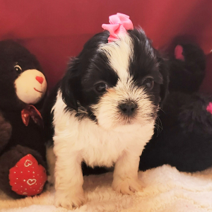 Shih Tzu Puppy Mia