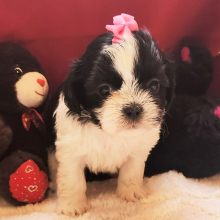 Shih Tzu Puppy Mia