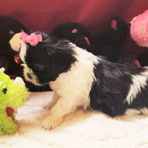 Shih Tzu Puppy Mia