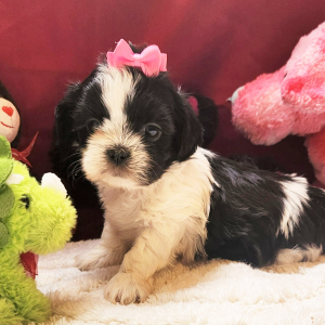 Shih Tzu Puppy Mia