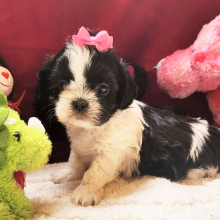 Shih Tzu Puppy Mia