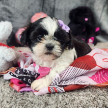 Shih Tzu Puppy Mia