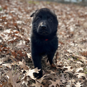German Shepherd Dog Puppy Raven
