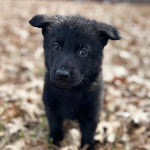 German Shepherd Dog Puppy Raven