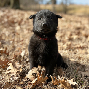 German Shepherd Dog Puppy Raven
