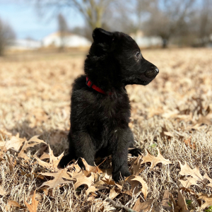 German Shepherd Dog Puppy Raven