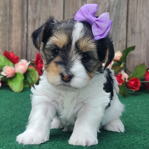 Yorkshire Terrier Puppy Bella