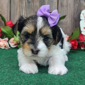 Yorkshire Terrier Puppy Bella