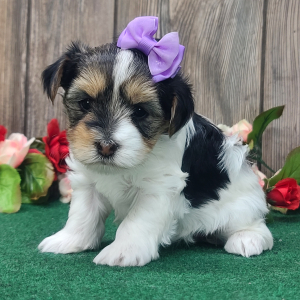 Yorkshire Terrier Puppy Bella