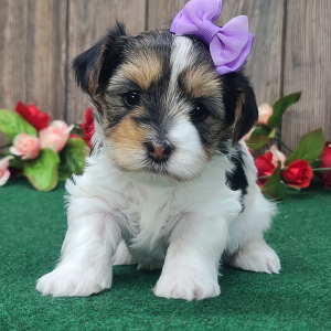 Yorkshire Terrier Puppy Bella