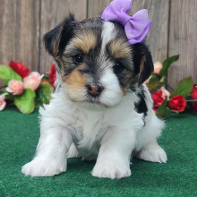 Yorkshire Terrier Puppy Bella