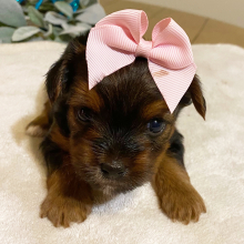 Yorkshire Terrier Puppy London