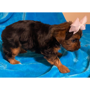 Yorkshire Terrier Puppy London