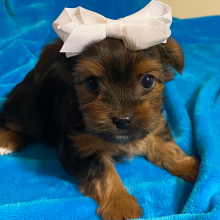 Yorkshire Terrier Puppy London