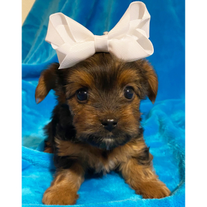 Yorkshire Terrier Puppy London