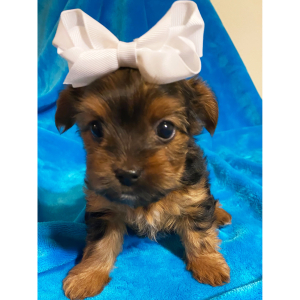 Yorkshire Terrier Puppy London
