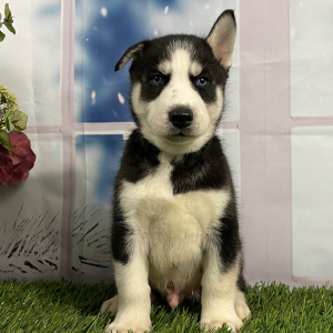Siberian Husky Puppy Victor