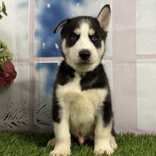 Siberian Husky Puppy Victor
