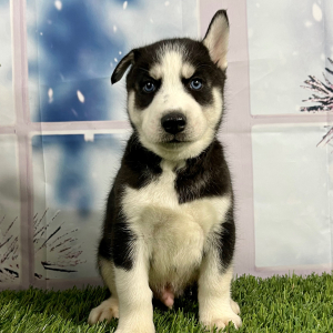 Siberian Husky Puppy Victor