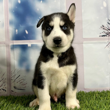 Siberian Husky Puppy Victor