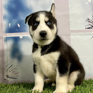 Siberian Husky Puppy Victor