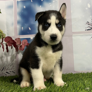 Siberian Husky Puppy Victor