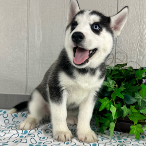 Siberian Husky Puppy Teresa