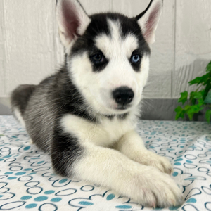 Siberian Husky Puppy Teresa