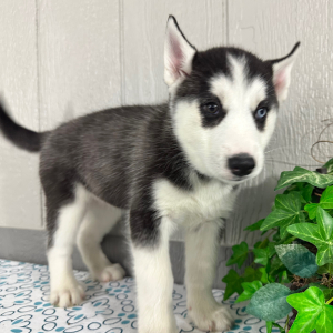 Siberian Husky Puppy Teresa