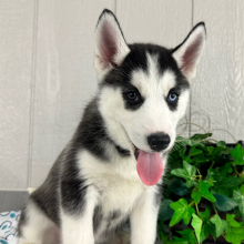 Siberian Husky Puppy Teresa