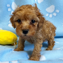 Poodle Puppy Blaze